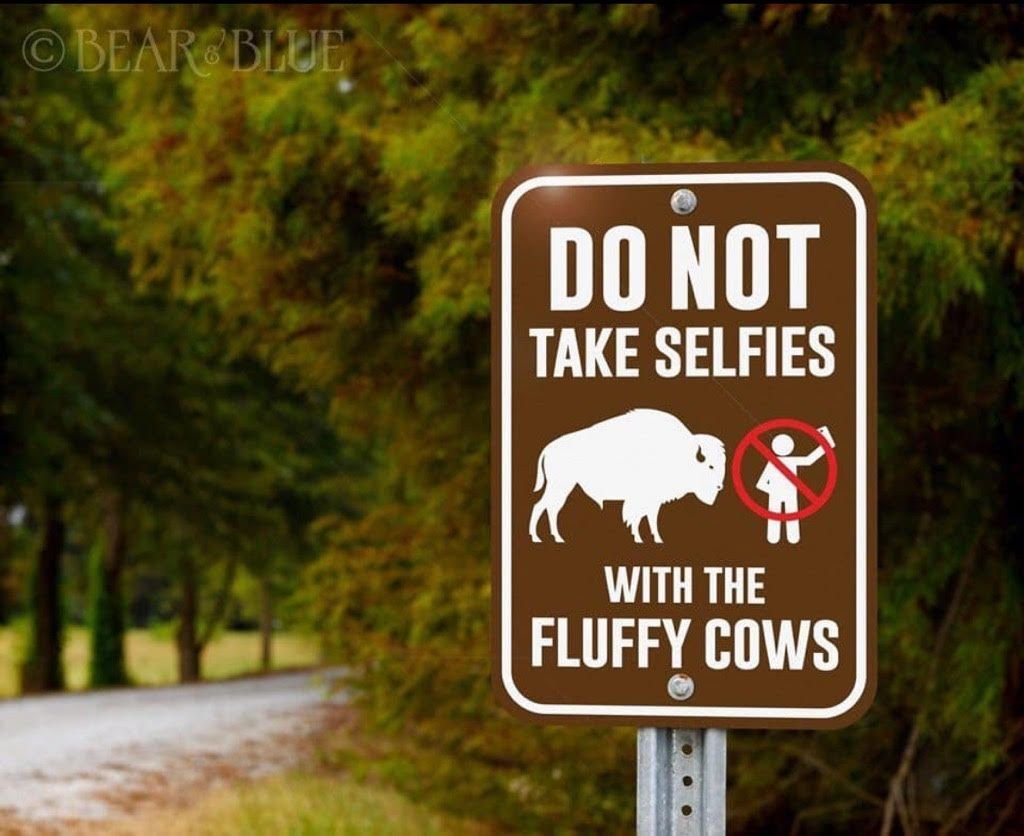 Fluffy-Cows.jpg.00eccaafa60128ecca777b50e7f1f0a6.jpg